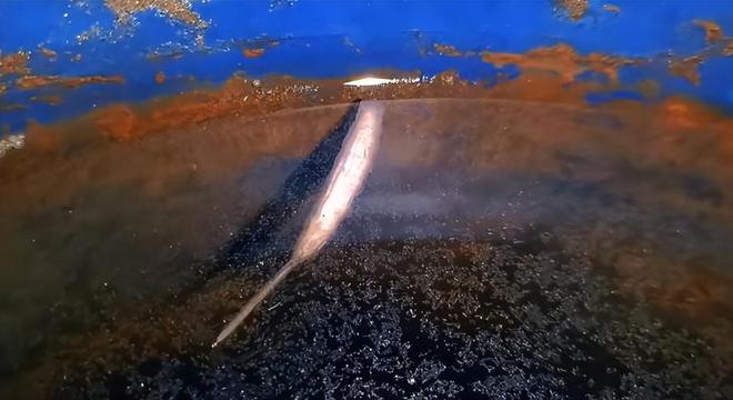 河北男子发现“活冬虫夏草？”在桶中扭动网